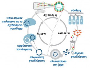 Synthetiko kyttaro DBT CycleTsolakis