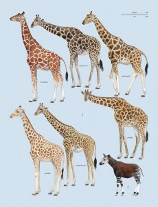 Okapi & Giraffe family