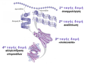 Επίπεδα οργάνωσης πρωτεϊνών.