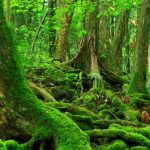 aokigahara forest