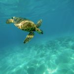 sea turtle 1851102 960 720
