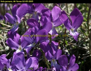 Viola parnonia, Peloponnese