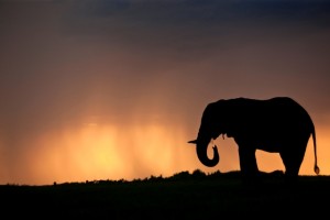 Elephant bull silhouetted against a stormy sky at sunset in the Okavango Delta in Botswana