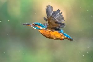 common european kingfisher flying VZ4PFP6 1 1024x683