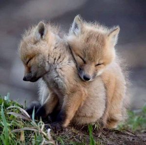 foxes