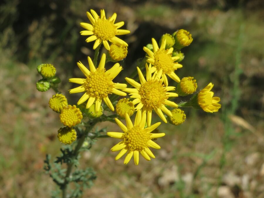 jacobaea vulgaris 855487 1280