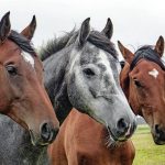 horses 1414889 340