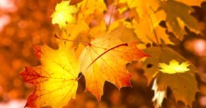 autumn leaves nature maple leaf leaf yellow 1418157 pxhere.com scaled 840x440 1