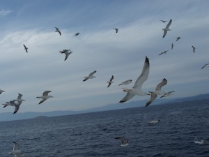 Αιγαιόγλαροι