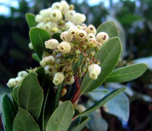 Arbutus unedo άνθη