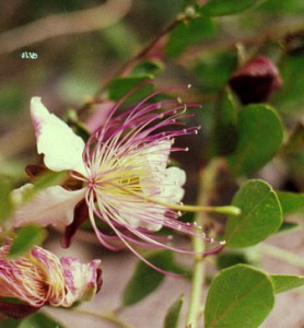 Capparis ovata