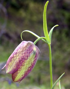 Fritillaria graeca