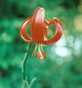 Lilium chalcedonicum