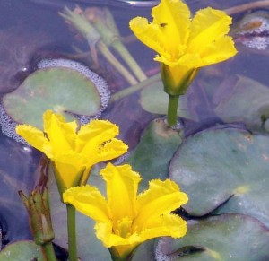 Nuphar lutea