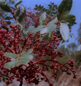 Pistacia terebinthus