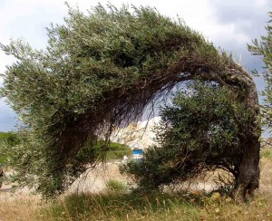 Ελαία, Olea