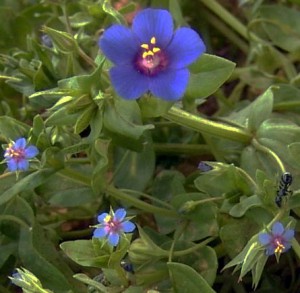 Anagallis