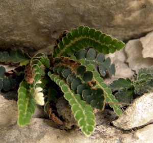 Asplenium ceterach 