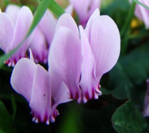 Cyclamen