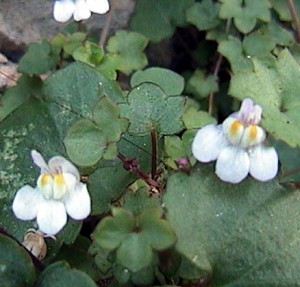 Cymbalaria