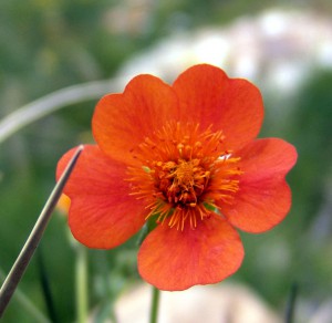 Geum 