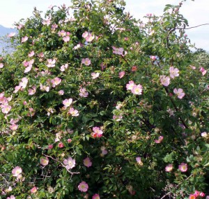 Rosa canina