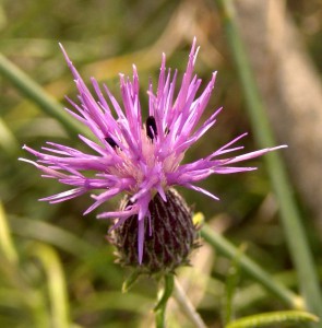 Centaurea