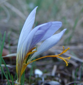 Colchicum