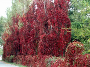 Parthenocissus