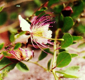 Capparis