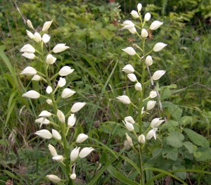 Cephalanthera