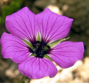 Geranium