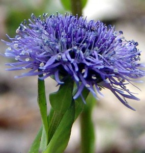 Globularia