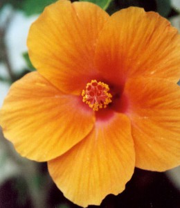 Hibiscus