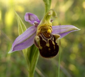 Ophrys