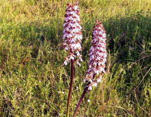 Orchis Purpurea
