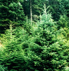 Picea