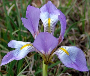 Iris