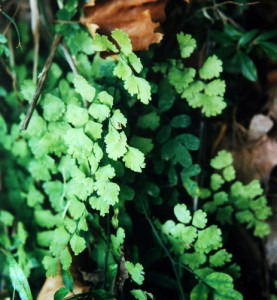 Adiantum capillus-veneris