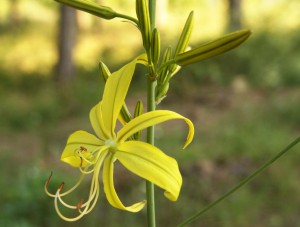 Asphodeline lutea