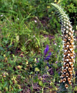 Digitalis