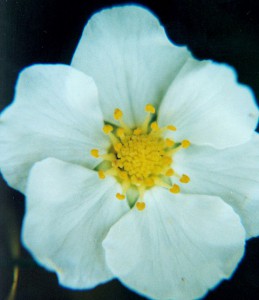 Fragaria vesca