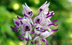 Orchis simia 