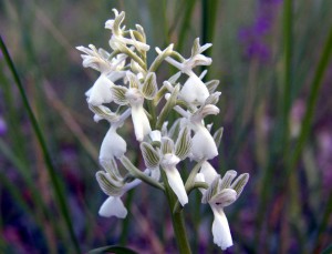 Orchis morio alba