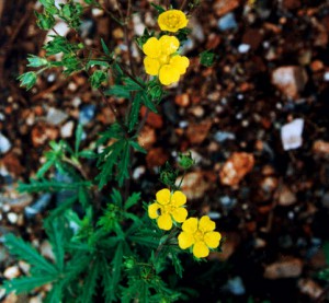 Potentilla