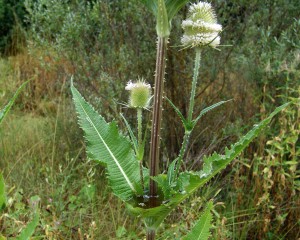 dipsacus