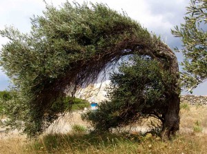 Ελιά, Olea