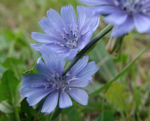 Cichorium