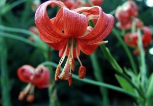 Lilium martagon