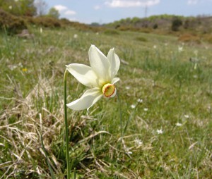 Narcisus